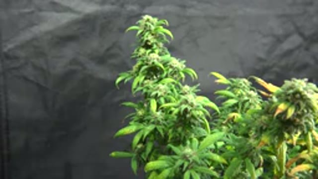 WESTMINSTER COLORADO-2015: Marijuana Plant Zooming In