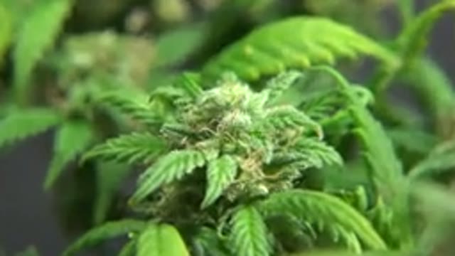 WESTMINSTER COLORADO-2015: Cannabis Plants Under A Light In A Grow Room