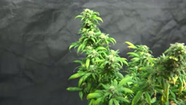 WESTMINSTER COLORADO-2015: Photographing The Flowering Process Of A Beautiful
