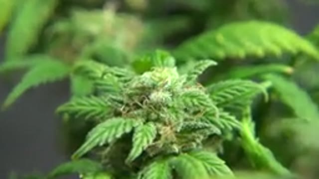 WESTMINSTER COLORADO-2015: A Bright Green Leaf Close Up On A Beautiful Tree That