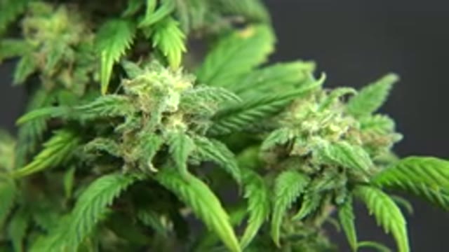 WESTMINSTER COLORADO-2015: A Plant That Is Both Legal And Illegal In The World