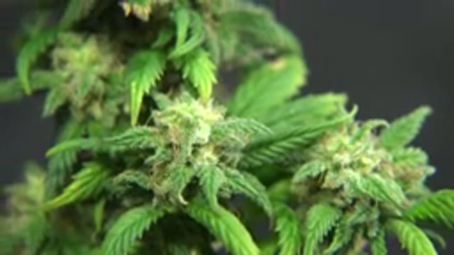 WESTMINSTER COLORADO-2015: A Slow Panning Shot Of Marijuana Plants