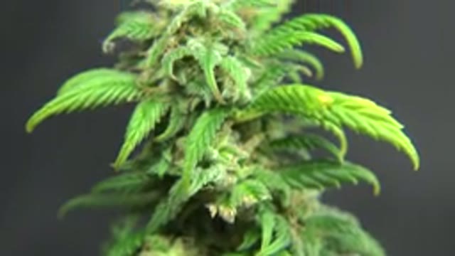 WESTMINSTER COLORADO-2015: Green Plant With Small Leaf