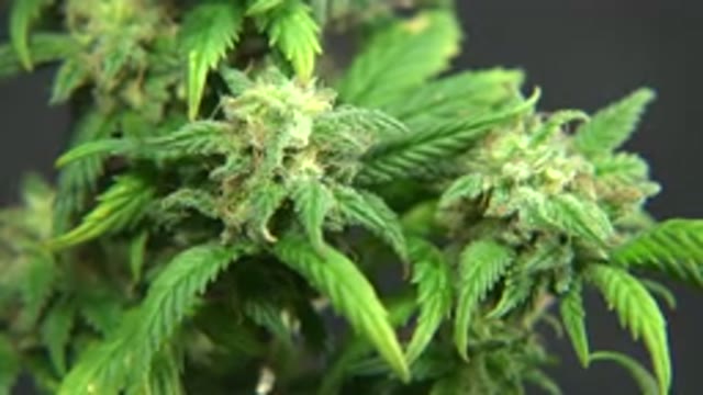 WESTMINSTER COLORADO-2015: Marijuana Plants Sprouts And Green Leaves Being