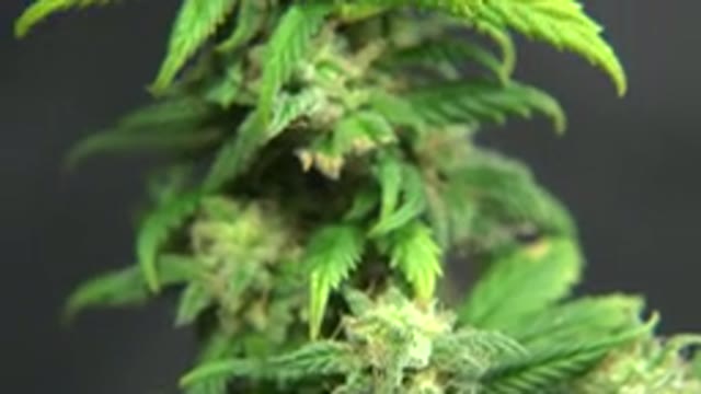 WESTMINSTER COLORADO-2015: Video Panning Up A Plant With A Gray Blank Background