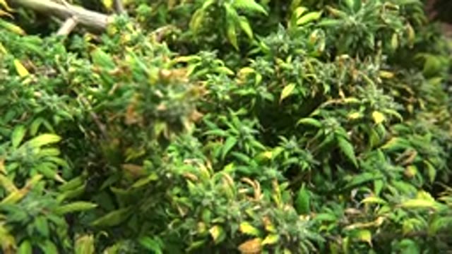 WESTMINSTER COLORADO-2015: Thick Bush Or Forest With Green Leaves And Thick