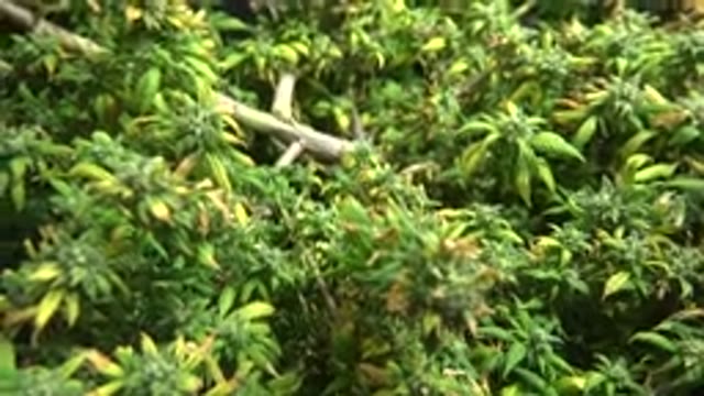 WESTMINSTER COLORADO-2015: Nature Is Simply Enchanting Because Trees Can Be Very