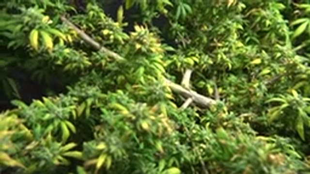 WESTMINSTER COLORADO-2015: A Large Green Plant Indoors
