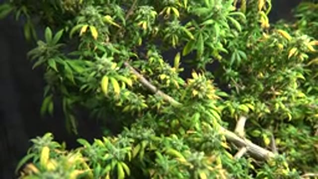 WESTMINSTER COLORADO-2015: Arboreal Tree Showing The Magnificent Art Out Of