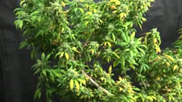 WESTMINSTER COLORADO-2015: Cannabis Plants Under A Light In A Grow Room