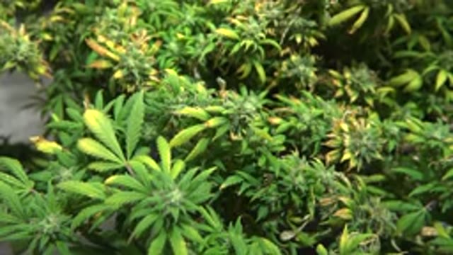 WESTMINSTER COLORADO-2015: Cannabis In A Grow Room Growing