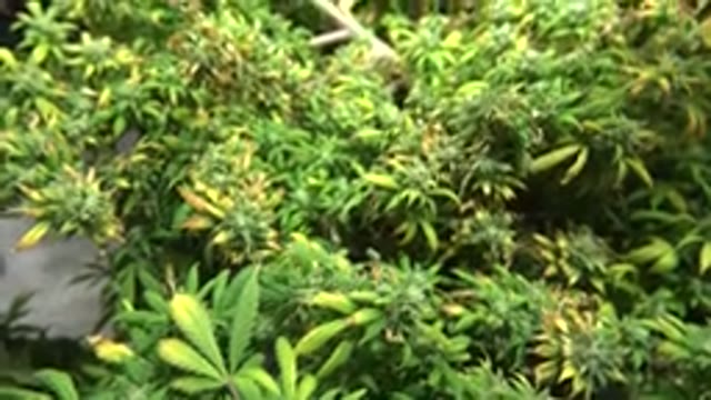 WESTMINSTER COLORADO-2015: Nature Always Surprises With Its Plants And Their Differences