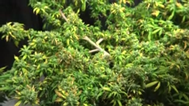 WESTMINSTER COLORADO-2015: A Large Plantation Of Small Green And Yellow Leaves