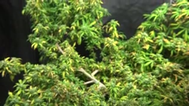 WESTMINSTER COLORADO-2015: Marijuana Plant With Multiple Leaves And Sprouts Next