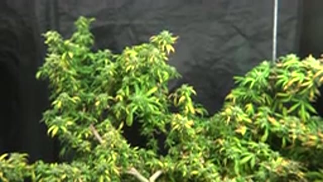 WESTMINSTER COLORADO-2015: A Large Marijuana Plant That Is Growing In A Greenhouse