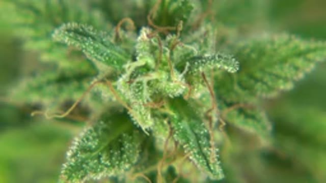 WESTMINSTER COLORADO-2015: Plants On A Clear Sunny Day