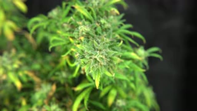 WESTMINSTER COLORADO-2015: Camera Changes Focus On Green Plant With Oblong Thin Leaves