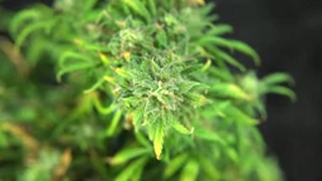 WESTMINSTER COLORADO-2015: Scrubbed Plant Zooming In With Sharp Focus And Blur