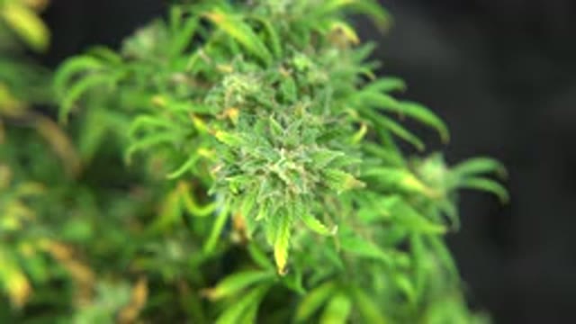 WESTMINSTER COLORADO-2015: Zooming In On A Green Plant's Leaves