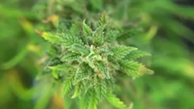 WESTMINSTER COLORADO-2015: Cannabis Plants Growing Under Light In A Grow Room
