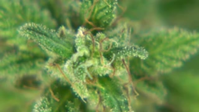WESTMINSTER COLORADO-2015: Nature Green Ground Plant Leaf Forage Wet Rain Lines
