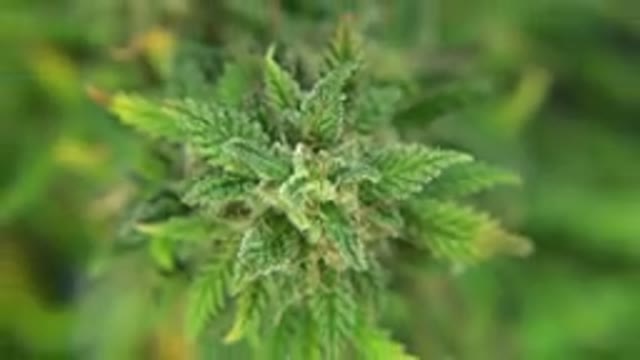 WESTMINSTER COLORADO-2015: Green And Tan Cannabis Plant Against Black
