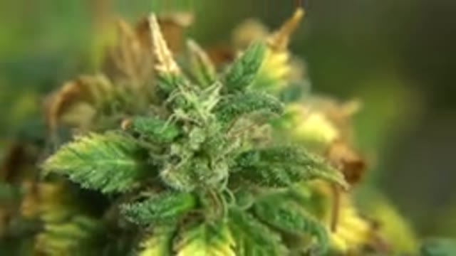 WESTMINSTER COLORADO-2015: Zooming In On Some Cool Looking Plants Can You Guess