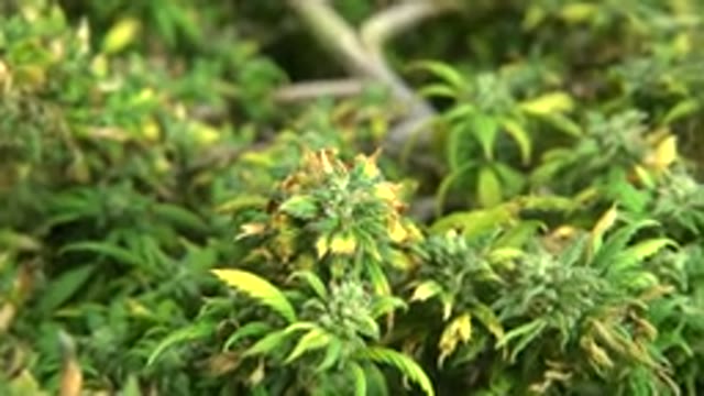 WESTMINSTER COLORADO-2015: Nature Is So Amazing That Plants And Flowers Have