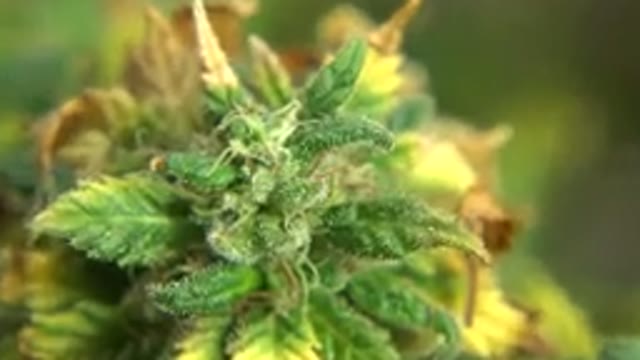WESTMINSTER COLORADO-2015: Green Plant Being Zoomed In Showing Its Closer