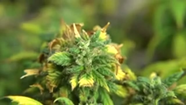 WESTMINSTER COLORADO-2015: A Small Group Of Plants With Yellow And Green Color