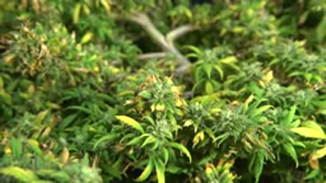 WESTMINSTER COLORADO-2015: Zoom In On Small Medicinal Trees More Precisely