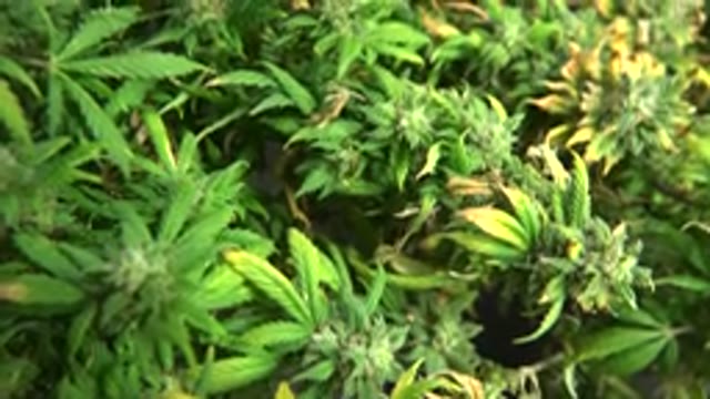 WESTMINSTER COLORADO-2015: Video Showing Marijuana Planting With Green Leaves
