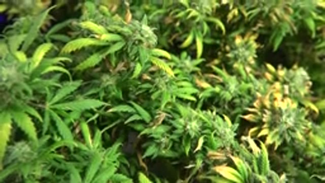 WESTMINSTER COLORADO-2015: Several Green And Tan Cannabis Plants Under Purple LED Lights