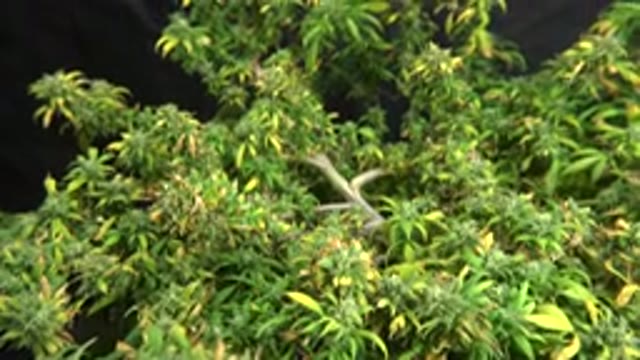 WESTMINSTER COLORADO-2015: A Green And Yellow Leafed Tree In Front Of A Black