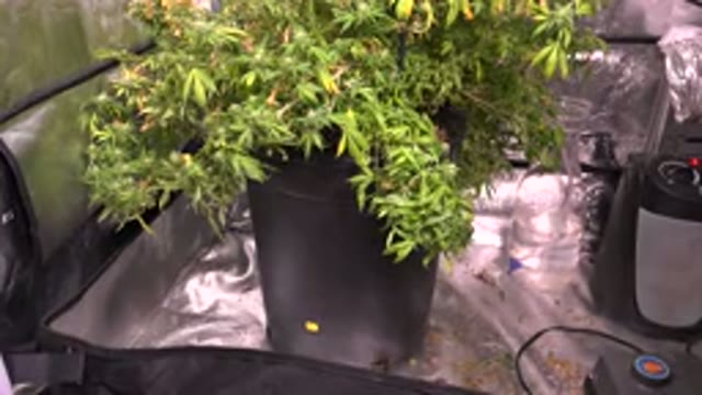 WESTMINSTER COLORADO-2015: Green Floral Plant In A Pot Inside Of A Space That Is