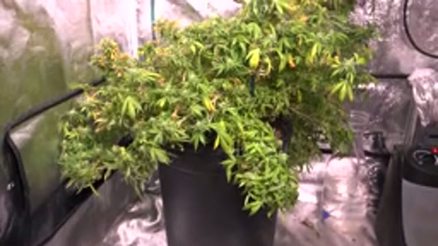 WESTMINSTER COLORADO-2015: Full Medicinal Plant Inside Greenhouse Supposedly