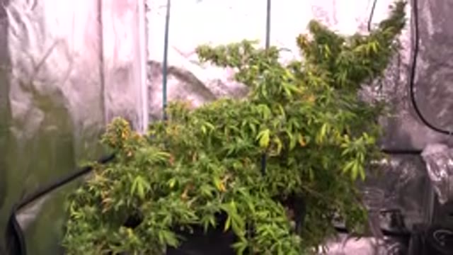 WESTMINSTER COLORADO-2015: Cannabis Plants Growing Under Light In A Grow Room