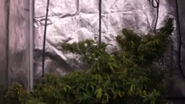 WESTMINSTER COLORADO-2015: Panning Shot Of Plant That Could Be Weed Growing In A