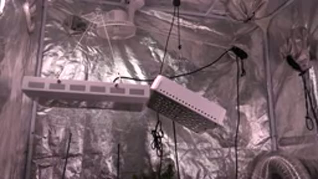 WESTMINSTER COLORADO-2015: Light Bulbs From A Marijuana Plantation Inside A