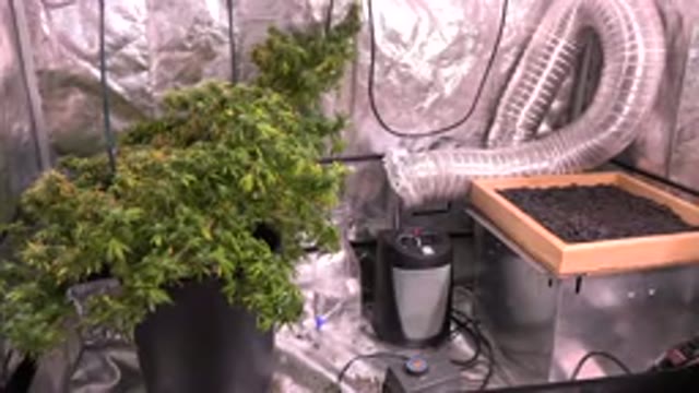 WESTMINSTER COLORADO-2015: Greenhouse Interior With Growing Vegetation