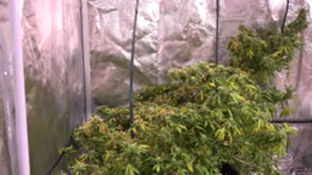 WESTMINSTER COLORADO-2015: A Green Plant Is Kept Inside A Transparent Plastic Greenhouse