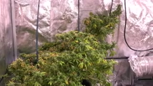 WESTMINSTER COLORADO-2015: A Green House With Pipes And Plants Being Cultivated