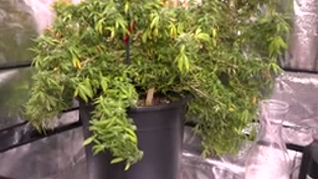 WESTMINSTER COLORADO-2015: Green Cannabis Plants Under Lights Growing
