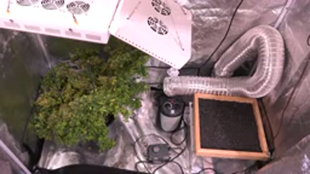 WESTMINSTER COLORADO-2015: Homegrown Plant Blowing With The Breeze