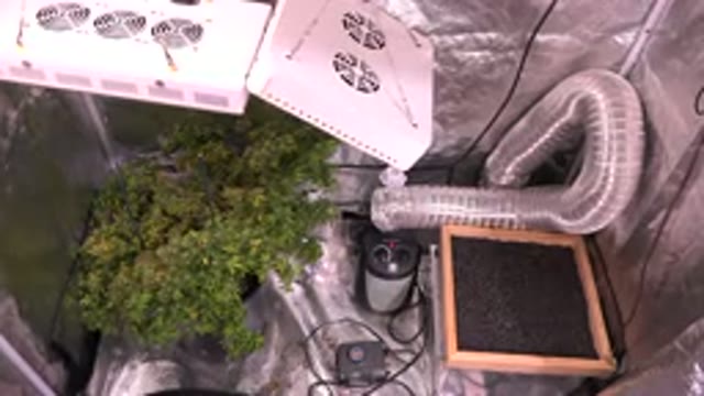 WESTMINSTER COLORADO-2015: Cannabis Plants Under A Light