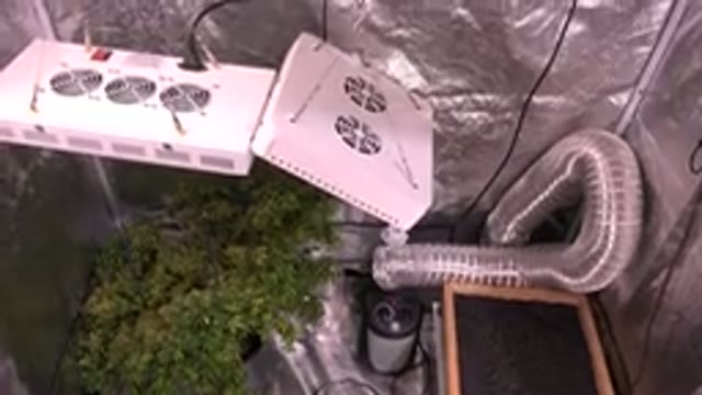 WESTMINSTER COLORADO-2015: Green Cannabis Plants Under A Light In A Grow Room