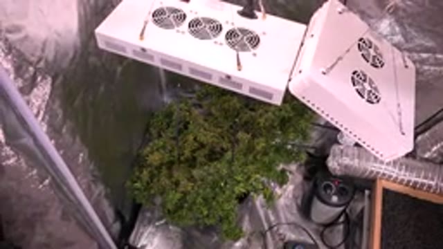 WESTMINSTER COLORADO-2015: White Indoor Hydroponic Cannabis Growing System