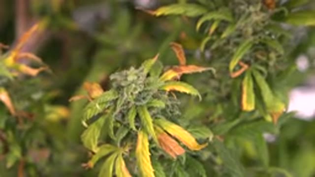 WESTMINSTER COLORADO-2015: A Type Of Colorful Garden Plant With Green Yellow And Orange Leaves