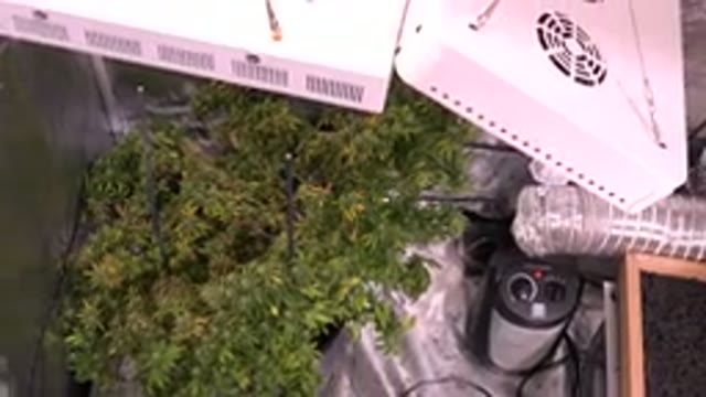 WESTMINSTER COLORADO-2015: Planting In A Metabolized Greenhouse With Adequate