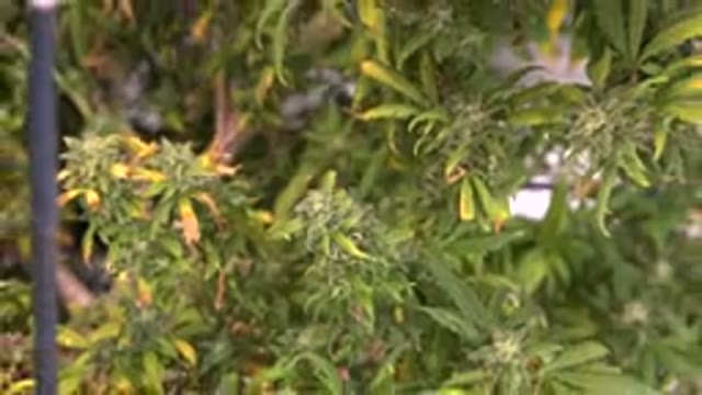 WESTMINSTER COLORADO-2015: Gray And White Plant Hydroponic Growing System